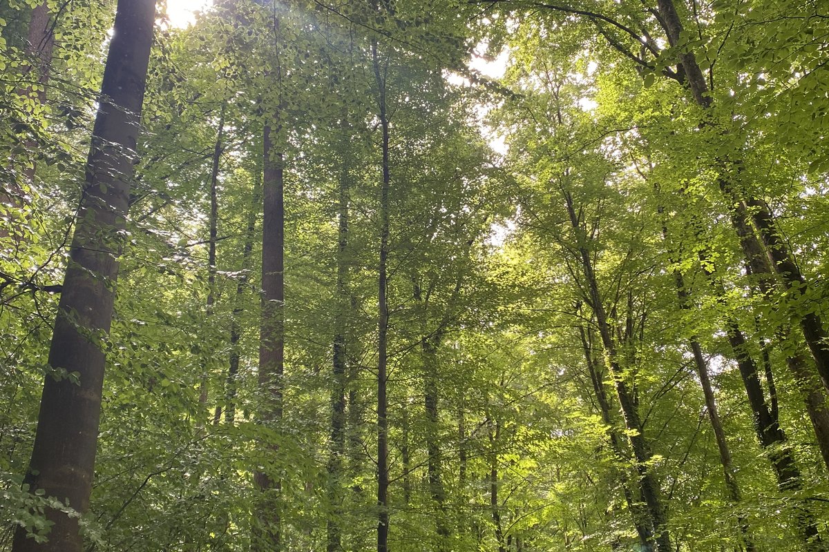 Миг тишины, прежде чем начнётся звук.